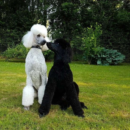 Bertie & Clarence